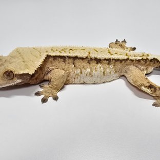 트라이 바브