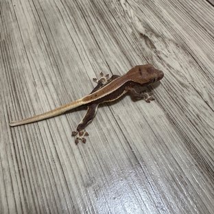 노멀 릴리화이트