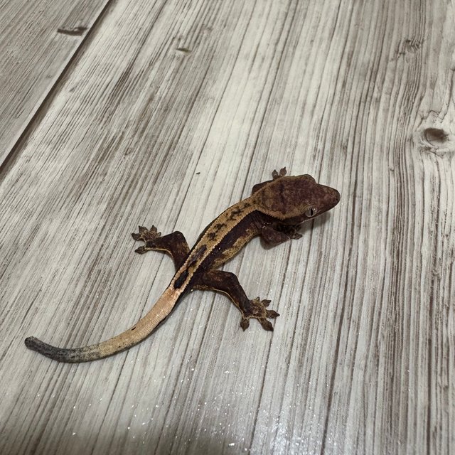 노멀 릴리화이트