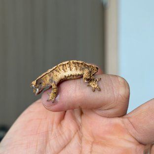 노멀 익스트림할리퀸 트라이