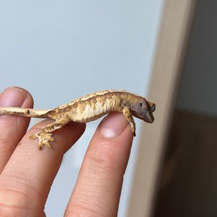 트라이 익스트림할리퀸