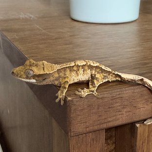 트라이 익스트림할리퀸 할리퀸