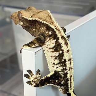 익스트림할리퀸 트라이