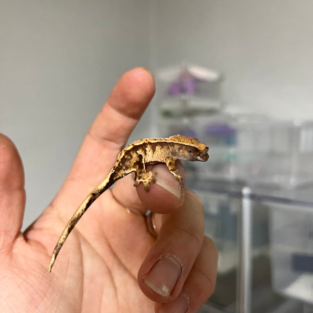 트라이 할리퀸 익스트림할리퀸