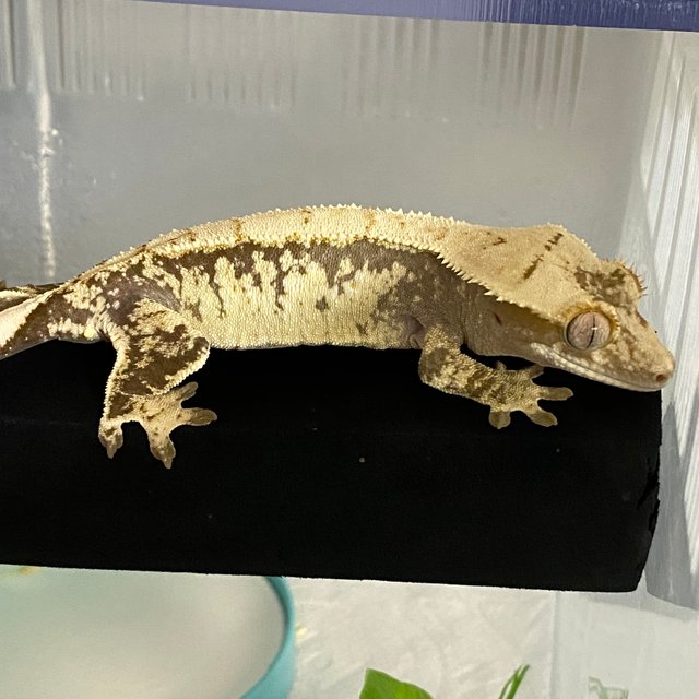 화이트스팟 화이트