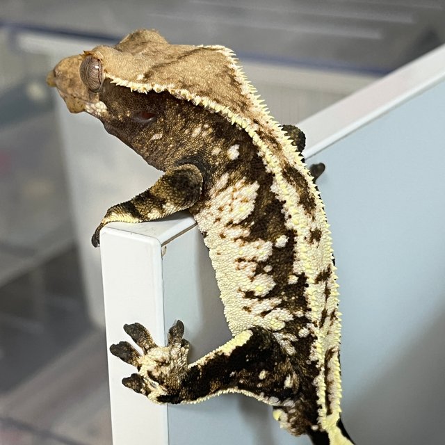 익스트림할리퀸 트라이