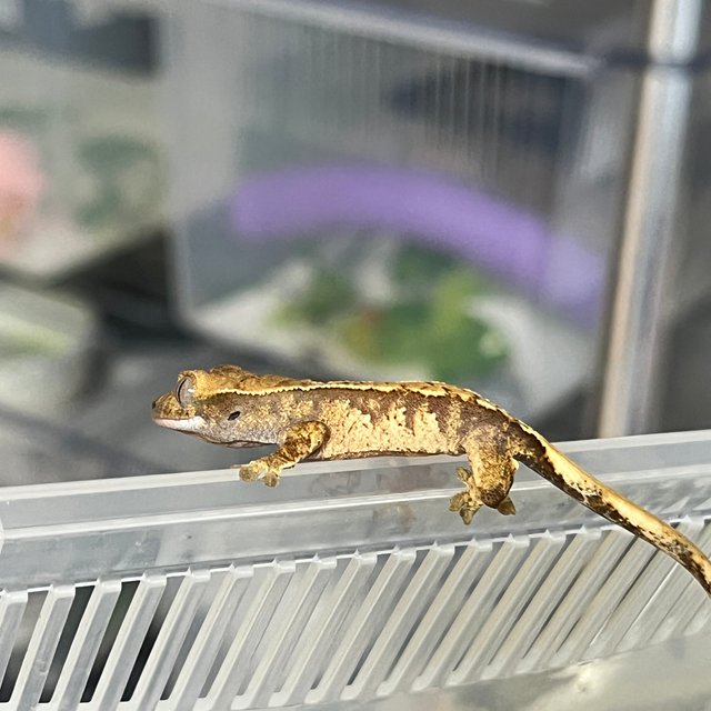 트라이 할리퀸 익스트림할리퀸