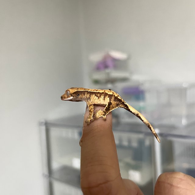 트라이 할리퀸 익스트림할리퀸