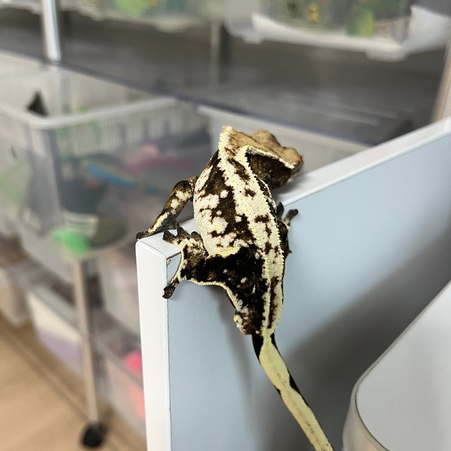 익스트림할리퀸 트라이