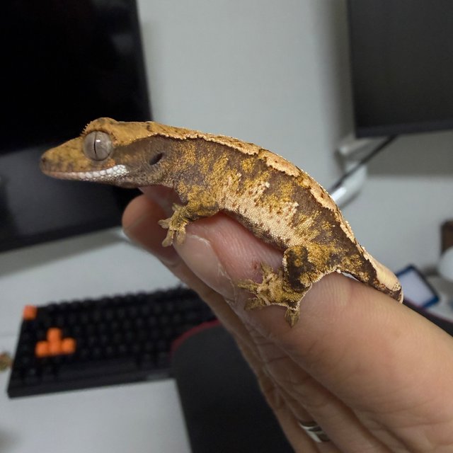 트라이 익스트림할리퀸 할리퀸