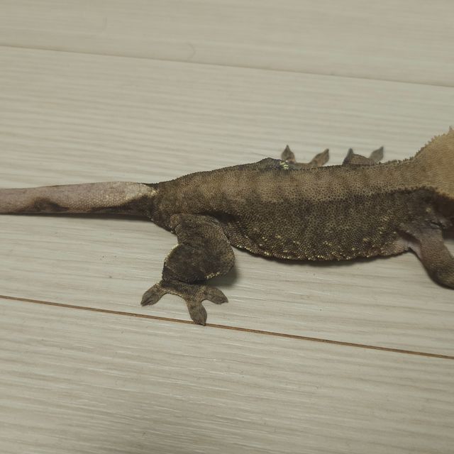 벅스킨