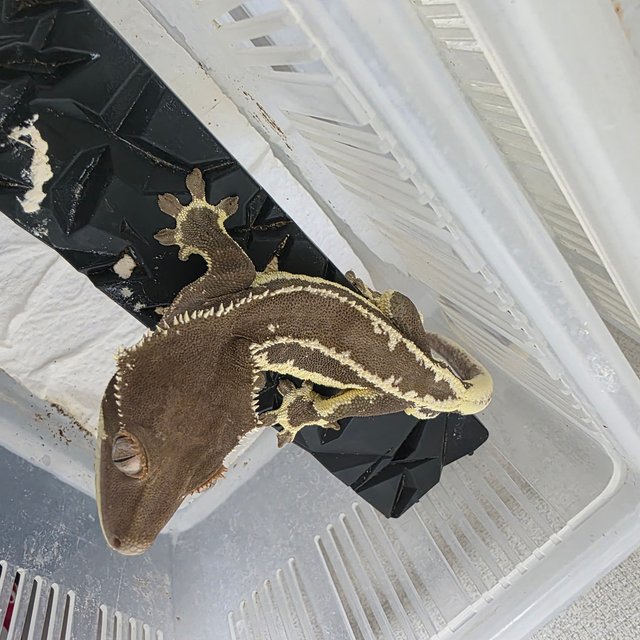 팬텀 릴리화이트