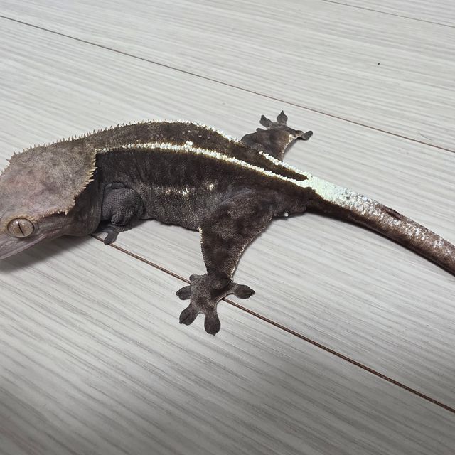 카푸치노