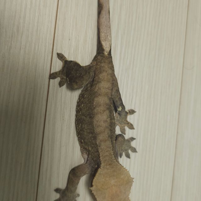 벅스킨