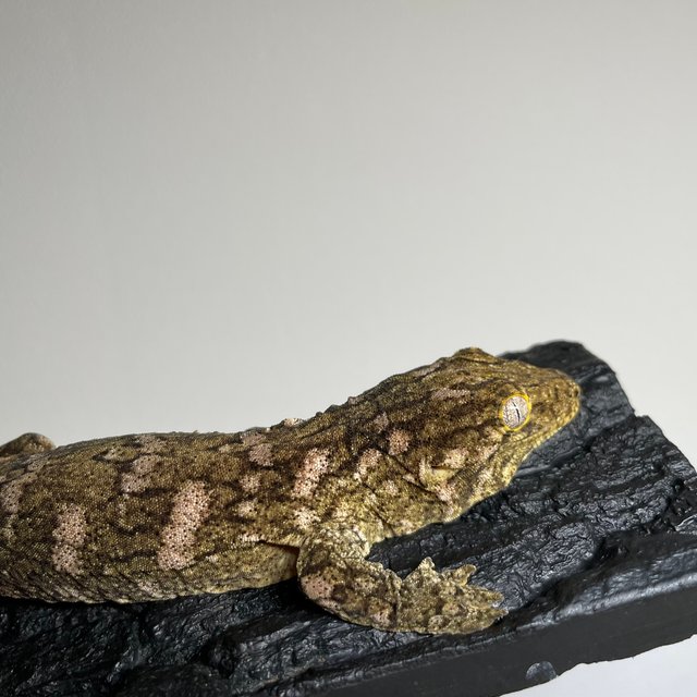 하이 컬러 누아나