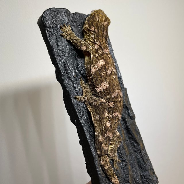 하이 컬러 누아나