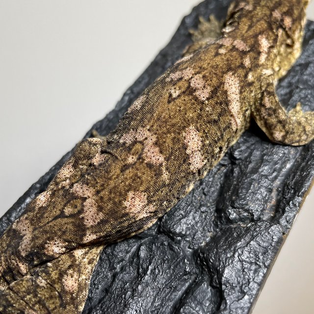 하이 컬러 누아나