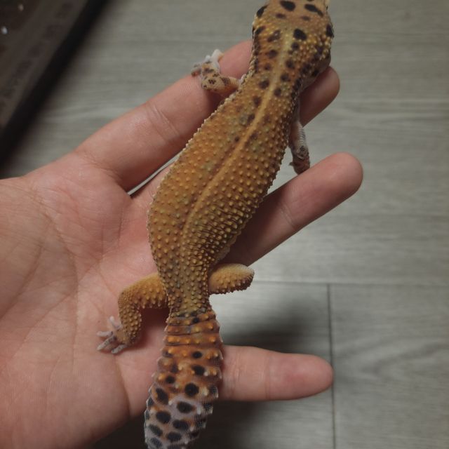 텐저린