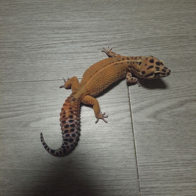 텐저린