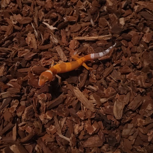 블러드 만다린