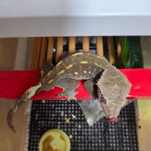 아잔틱