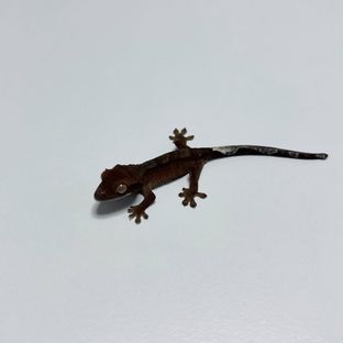 이또*십또