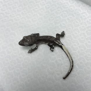 아잔틱 팬텀 릴리화이트