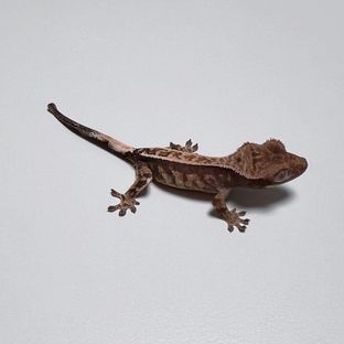 핀스트라이프 카푸치노