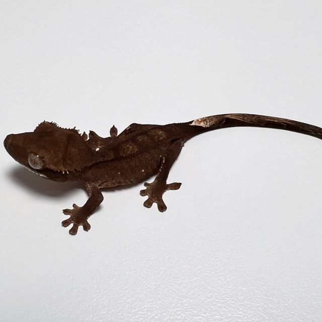 알티 챠콜