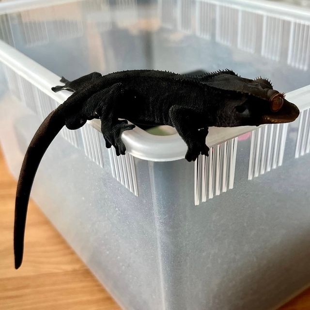 패턴리스 알티 챠콜