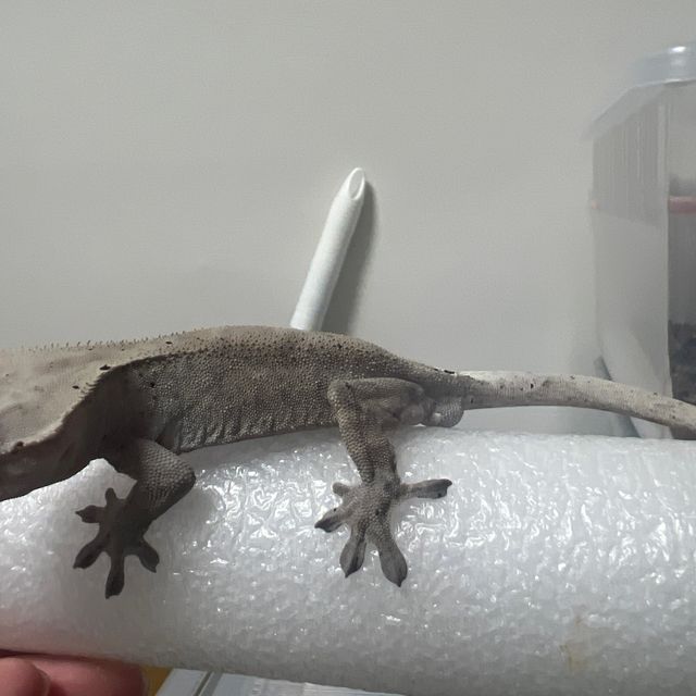 카푸치노
