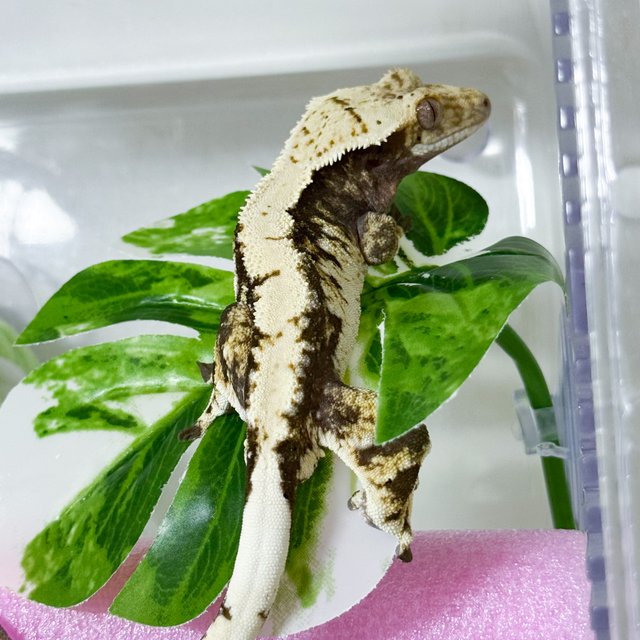 트라이 익스트림할리퀸