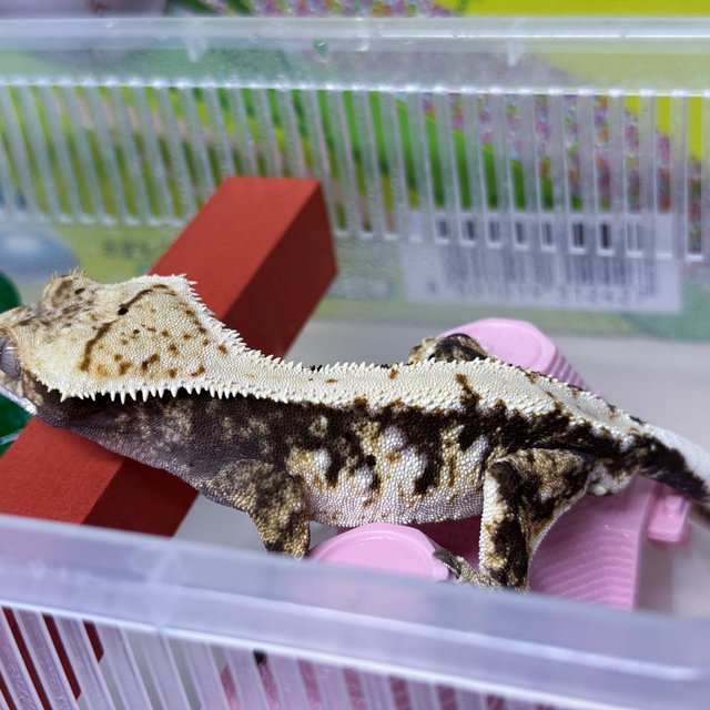 트라이 익스트림할리퀸