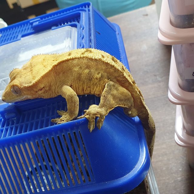 노멀 옐로우 크림시클