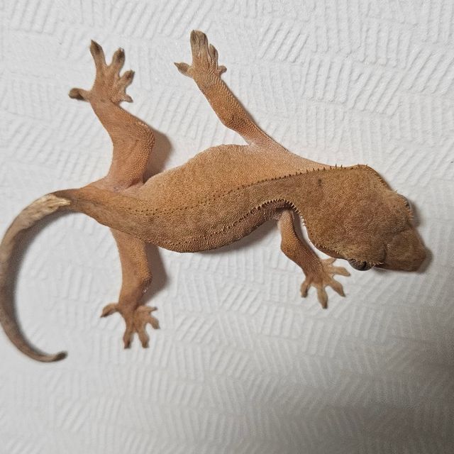 바이 레드