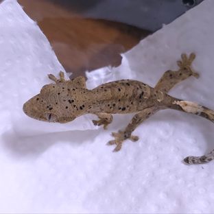 슈퍼달마시안