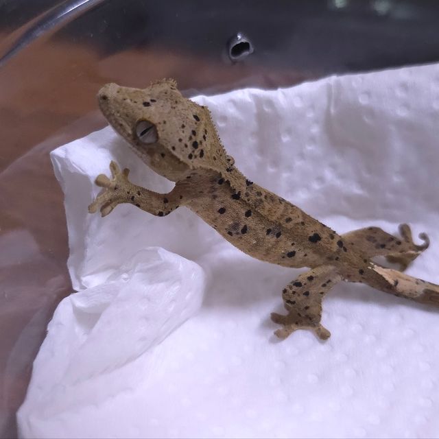 슈퍼달마시안