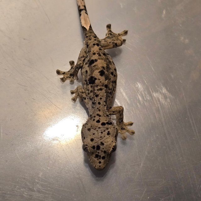 슈퍼달마시안