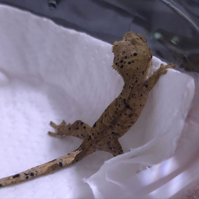 슈퍼달마시안
