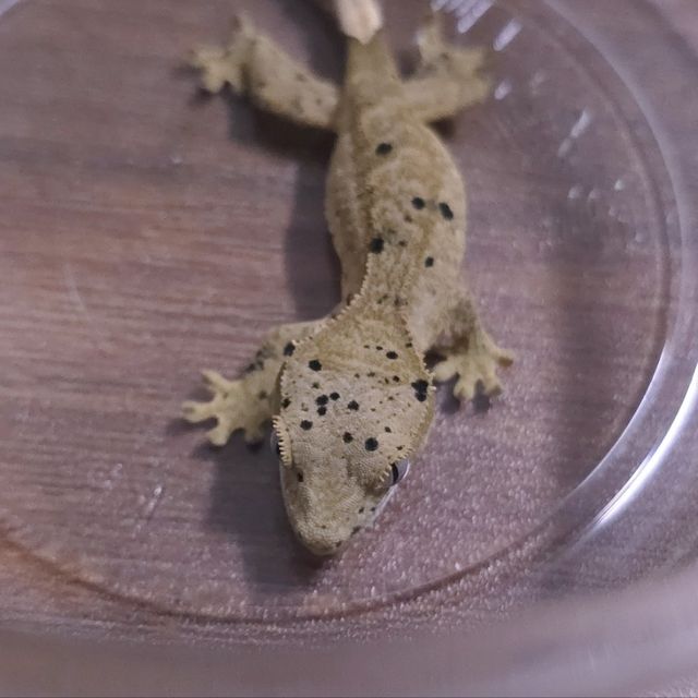 슈퍼달마시안