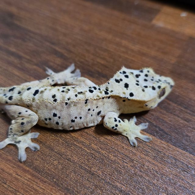 슈퍼달마시안