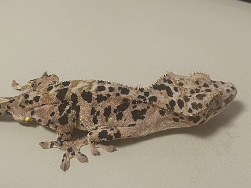 게게코크