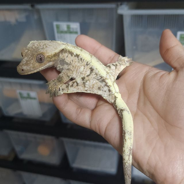세이블