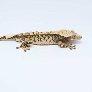 트라이 드리피 화이트스팟