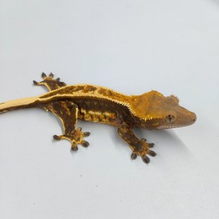 엠티백
