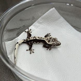 아잔틱