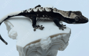 아잔틱