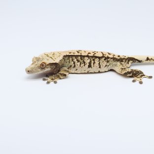 트라이 화이트스팟