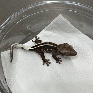 아잔틱