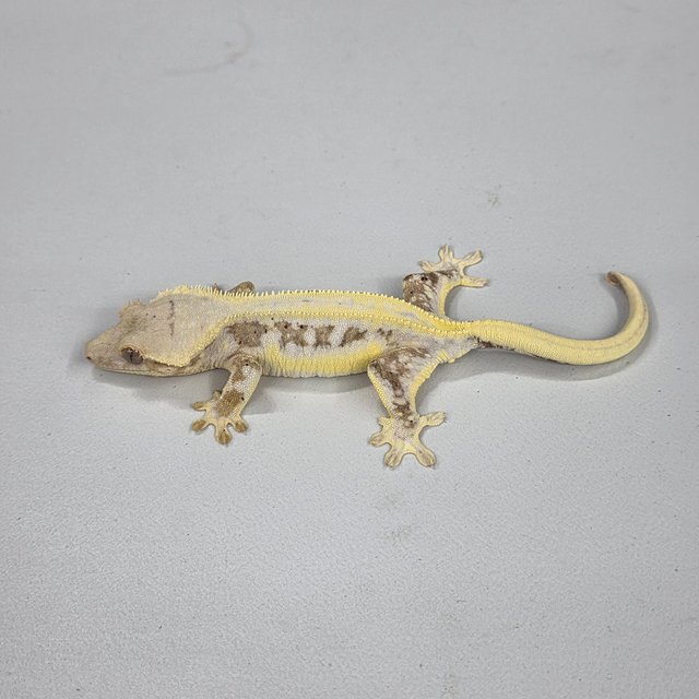 릴리100%헷아잔틱